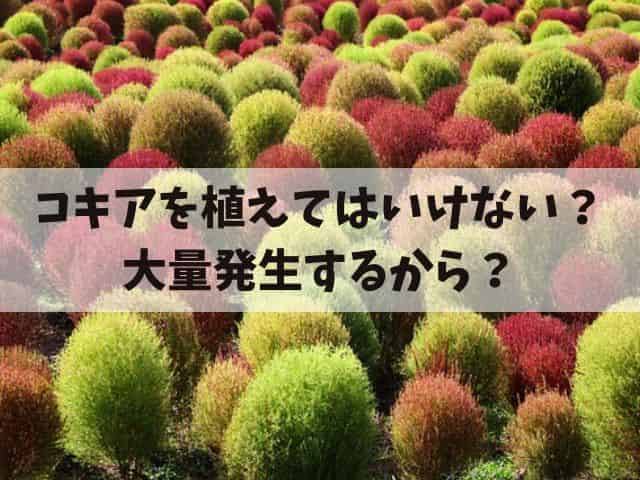 コキアを植えてはいけないのはなぜ？こぼれ種が発芽して大量発生するから？