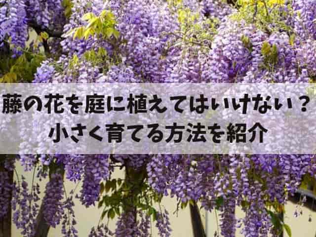 藤の花を庭に植えてはいけない？植え方や鉢で小さく育てる方法も紹介