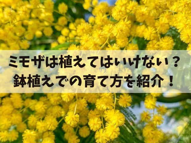 ミモザは植えてはいけない？庭木のデメリットや鉢植えでの育て方を紹介！