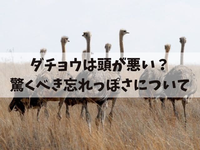 ダチョウは頭が悪い？驚異の行動と驚くべき忘れっぽさについて