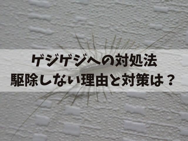 家に出現するゲジゲジへの対処法：駆除しない理由と対策