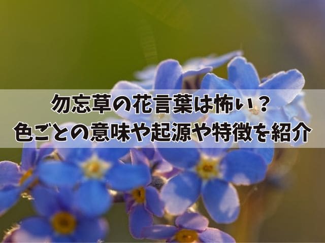 勿忘草の花言葉は怖い?色ごとの意味や起源や特徴など色々な種類を紹介