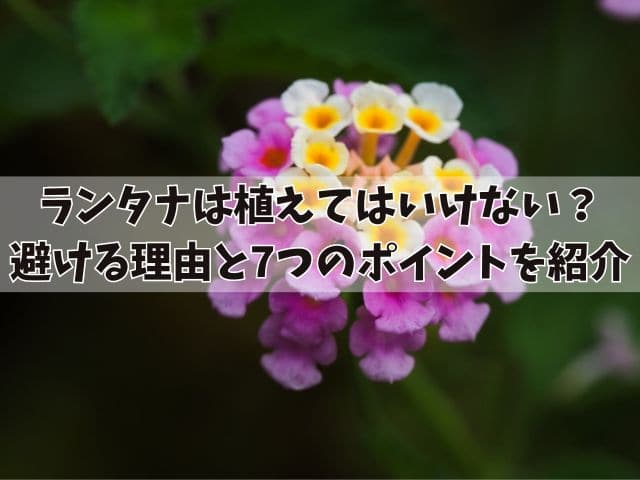 ランタナは植えてはいけない？避ける理由と7つのポイントを紹介