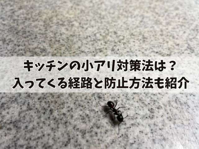 キッチンの小アリ対策法は?おすすめ商品や入ってくる経路と防止方法も紹介