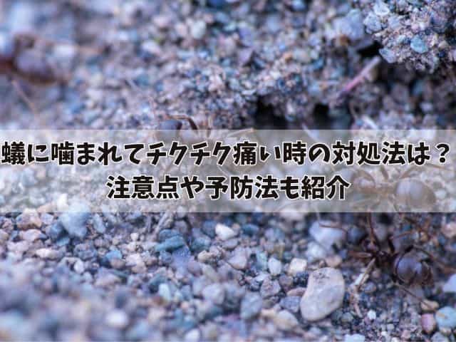 蟻に噛まれた時チクチク痛い場合の対処法は？注意点や予防法も紹介