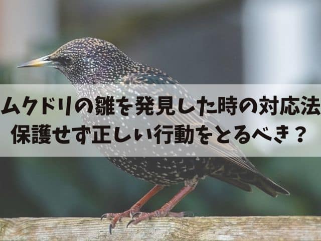 ムクドリの雛を保護したら？発見したときの正しい取るべき行動を紹介