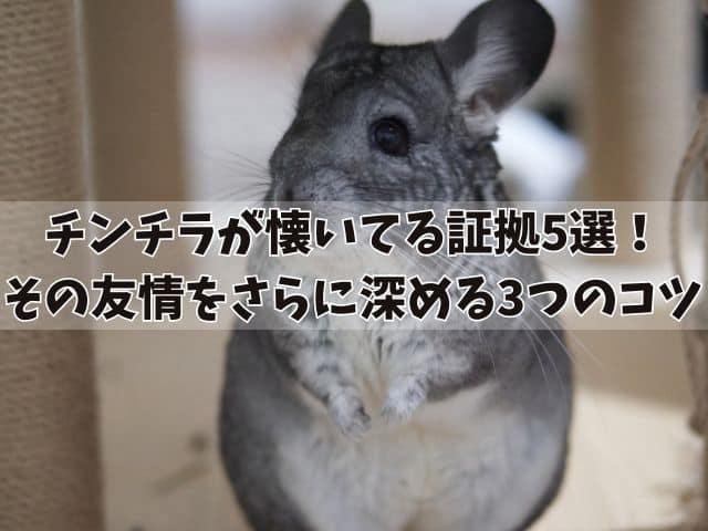 チンチラが懐いてる証拠5選!その友情をさらに深める3つのコツ