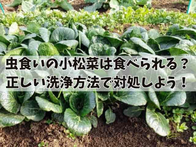 虫食いの小松菜は食べれる? 正しい洗浄方法で対処しよう!