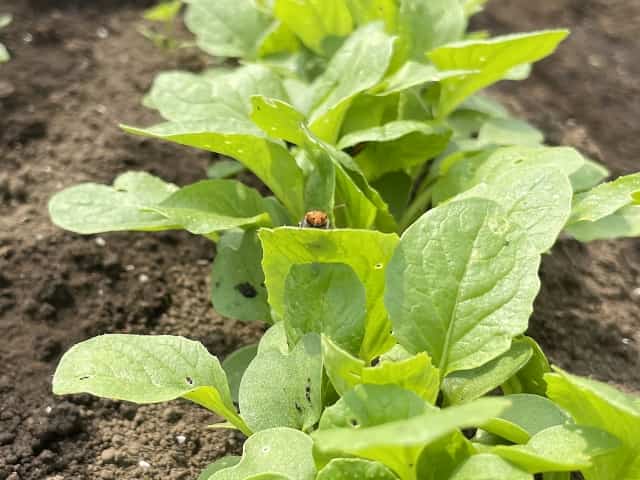 小松菜を狙う害虫の種類とその特徴