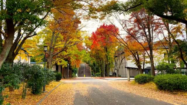 大阪城の紅葉撮影スポットを紹介！