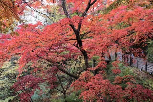 伊香保温泉の紅葉の駐車場は満車？